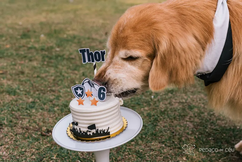 Golden retriever Thor comendo o bolo pet do aniversário de 6 anos
