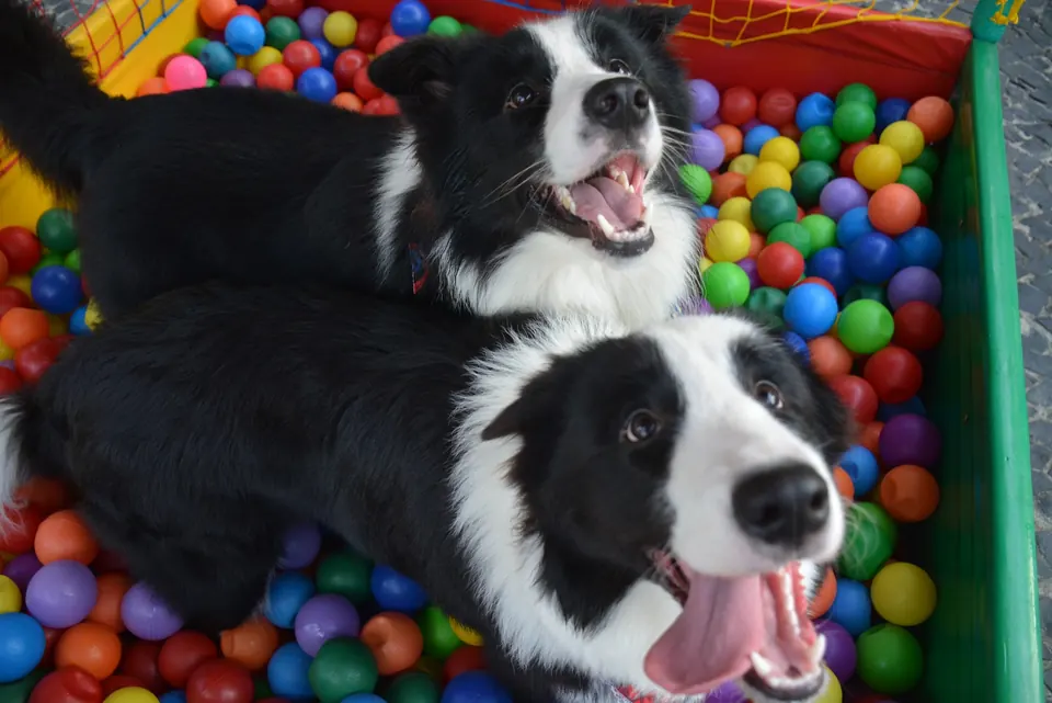 Dois border collies felizes na piscina de bolinhas da festa pet