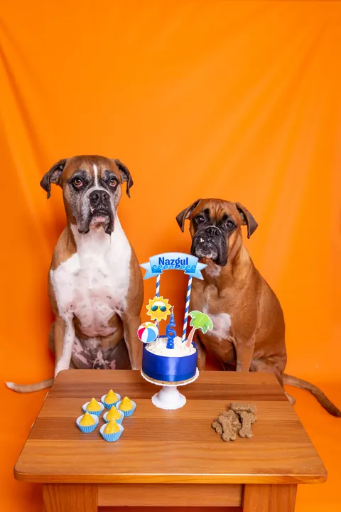 Dois cachorros boxer comemorando aniversário com bolo pet