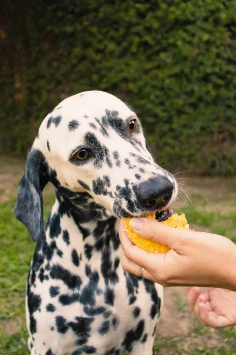 Cachorro dálmata provando petisco junino da Confete Pet