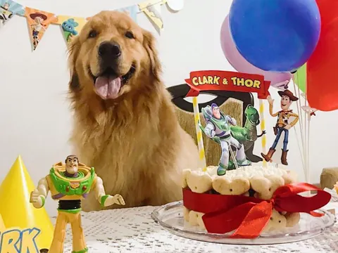 Golden retriever na festa de aniversário com bolo pet do Toy Story