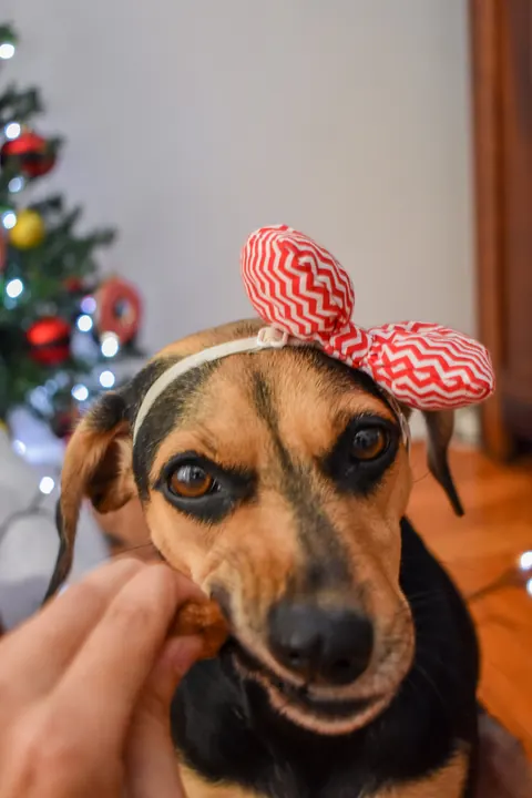 Cachorrinha com laço comendo petisco de Natal
