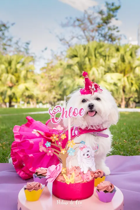 Maltês Chloe no smash the cake de 1 ano com bolo pet rosa