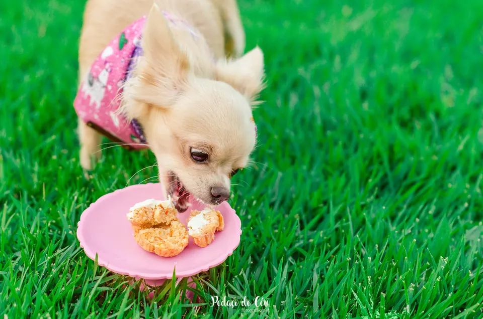 Chihuahua Olivia comendo docinhos pet no smash the cake ao ar livre