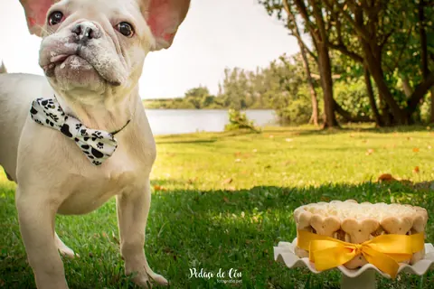 Bulldog francês no ensaio smash the cake pet ao ar livre